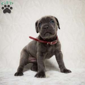 Elvis, Cane Corso Puppy